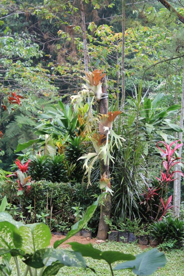 The Forest Villa Bogor Eksteriør billede